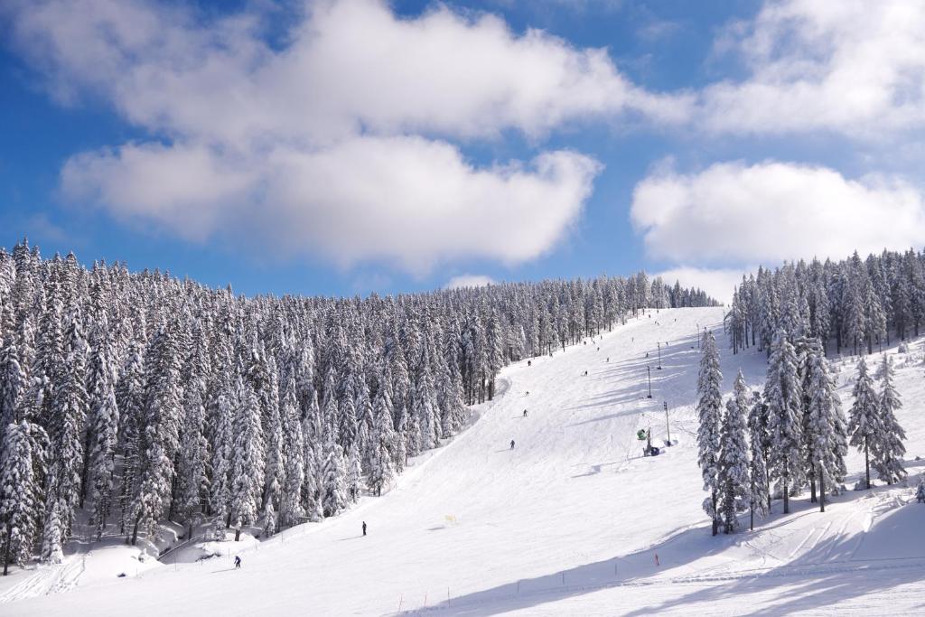 Wide ski slope lined with snow-covered trees under a bright sky.